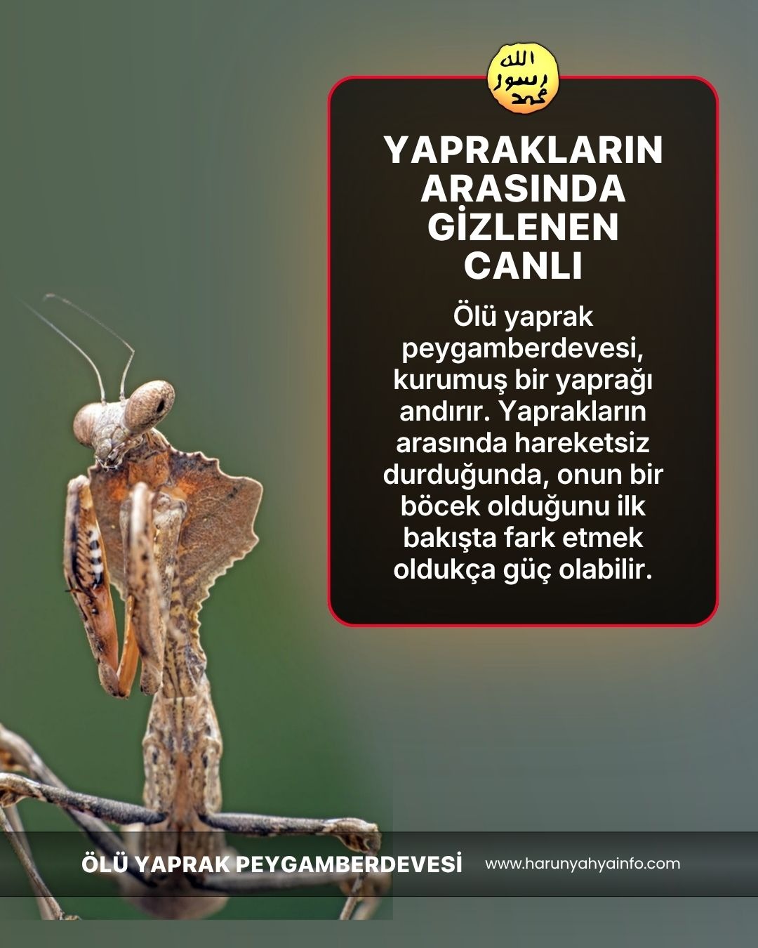 Ölü Yaprak Peygamberdevesi