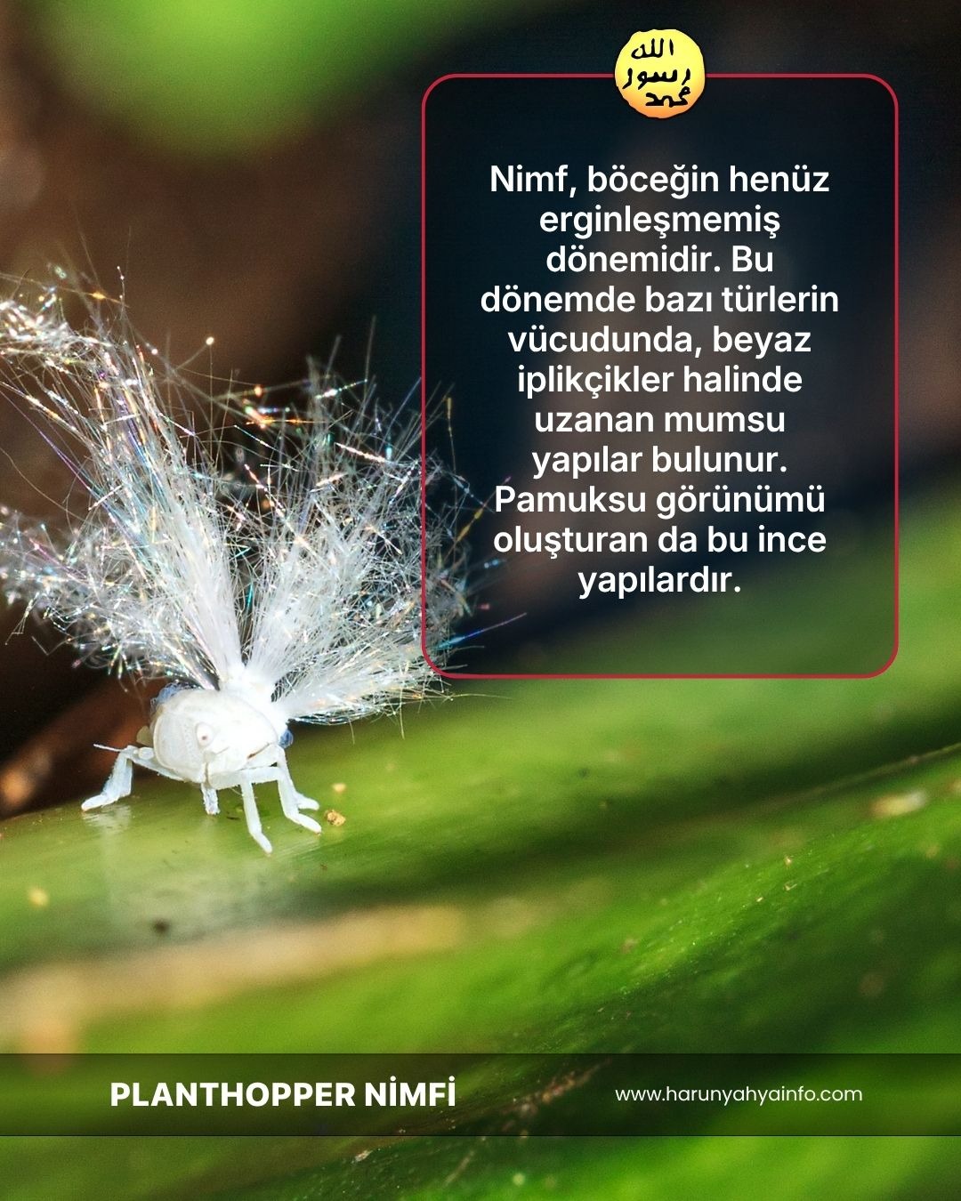 Planthopper Nimfi
