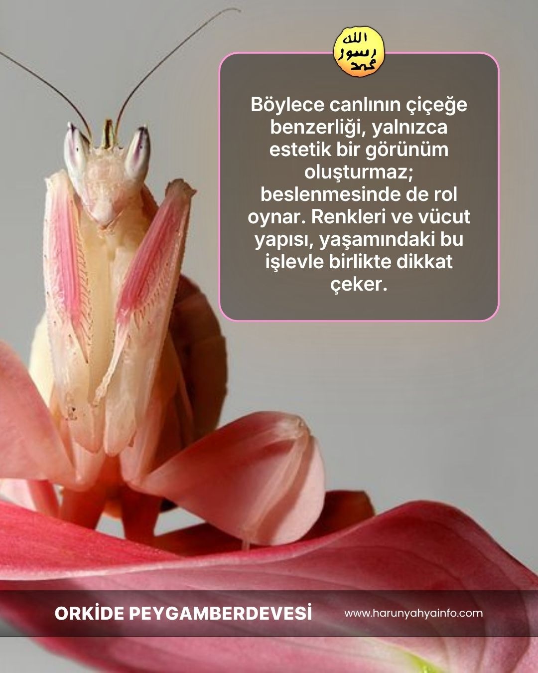 Orkide Peygamberdevesi