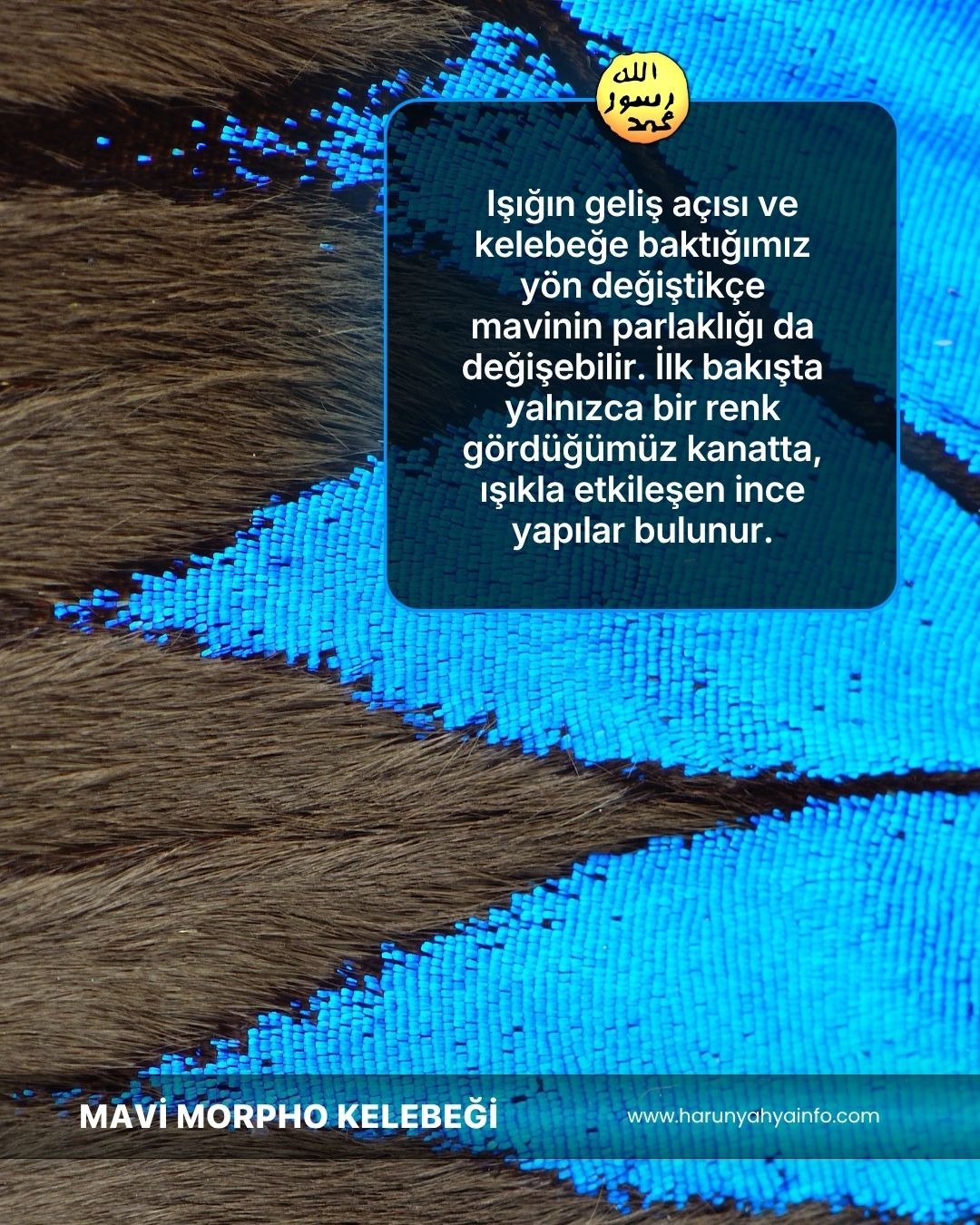 Mavi Morpho Kelebeği 