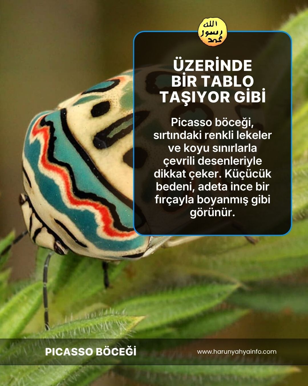 Picasso Böceği