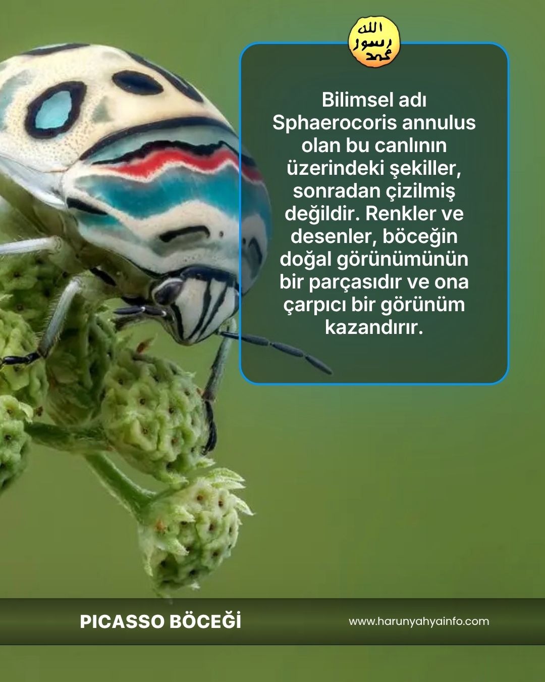 Picasso Böceği