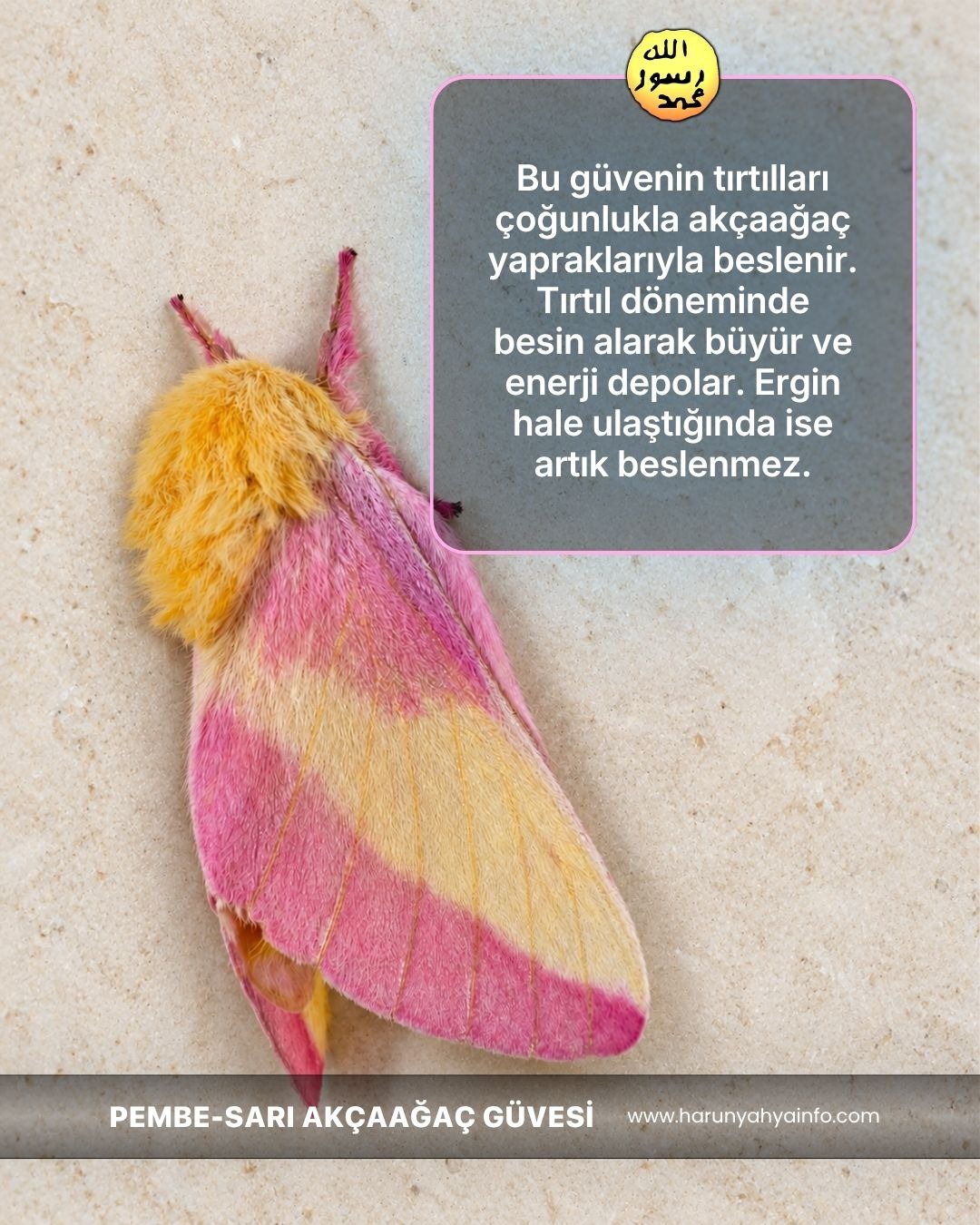 Pembe Sarı Akçaağaç Güvesi 