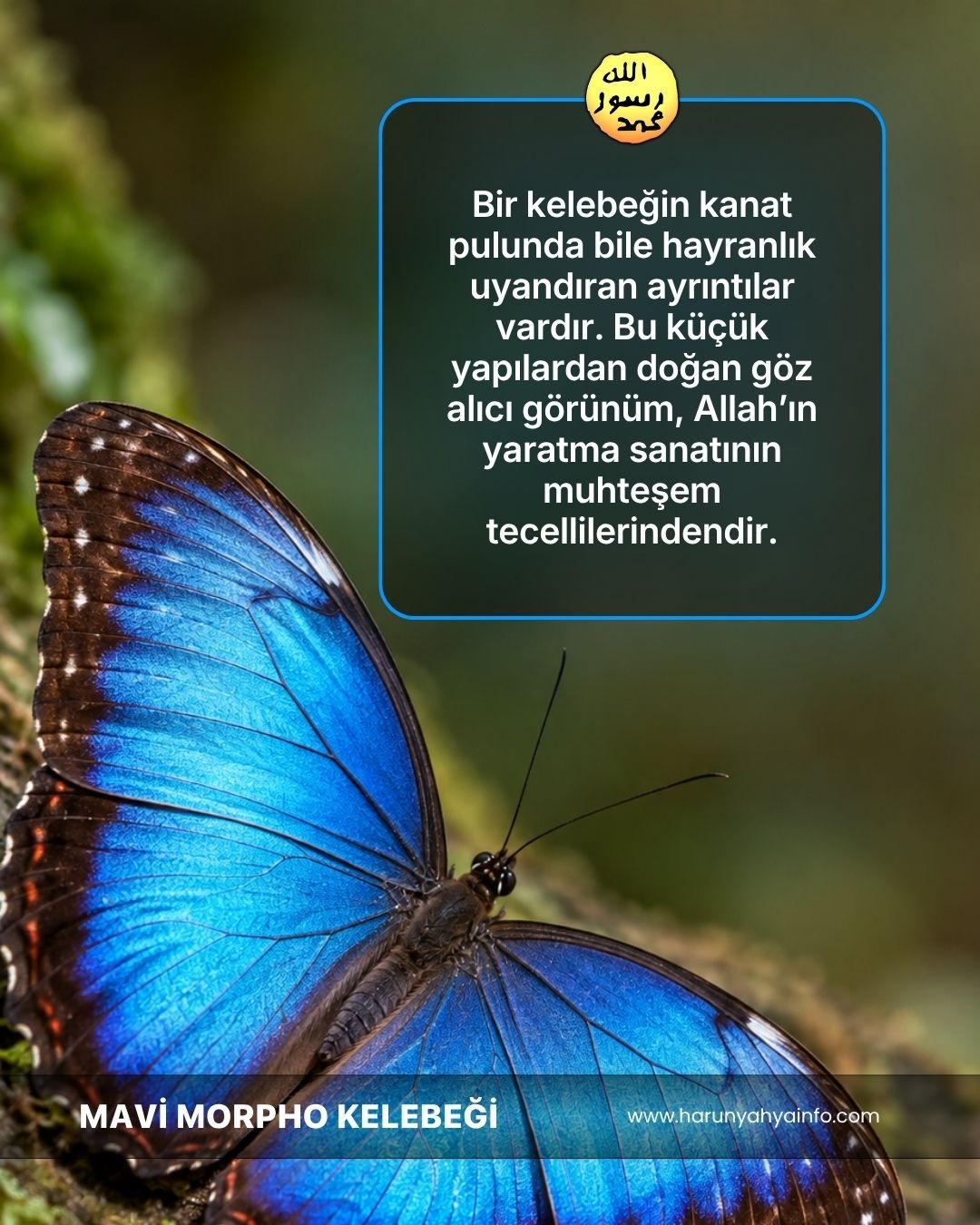 Mavi Morpho Kelebeği 