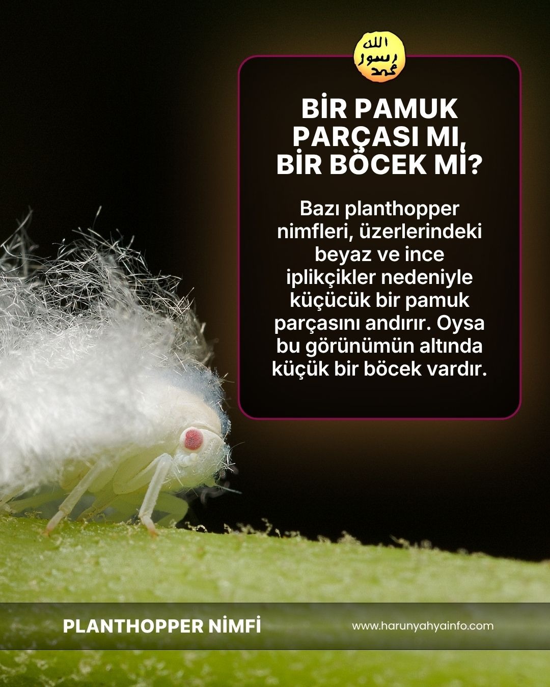 Planthopper Nimfi