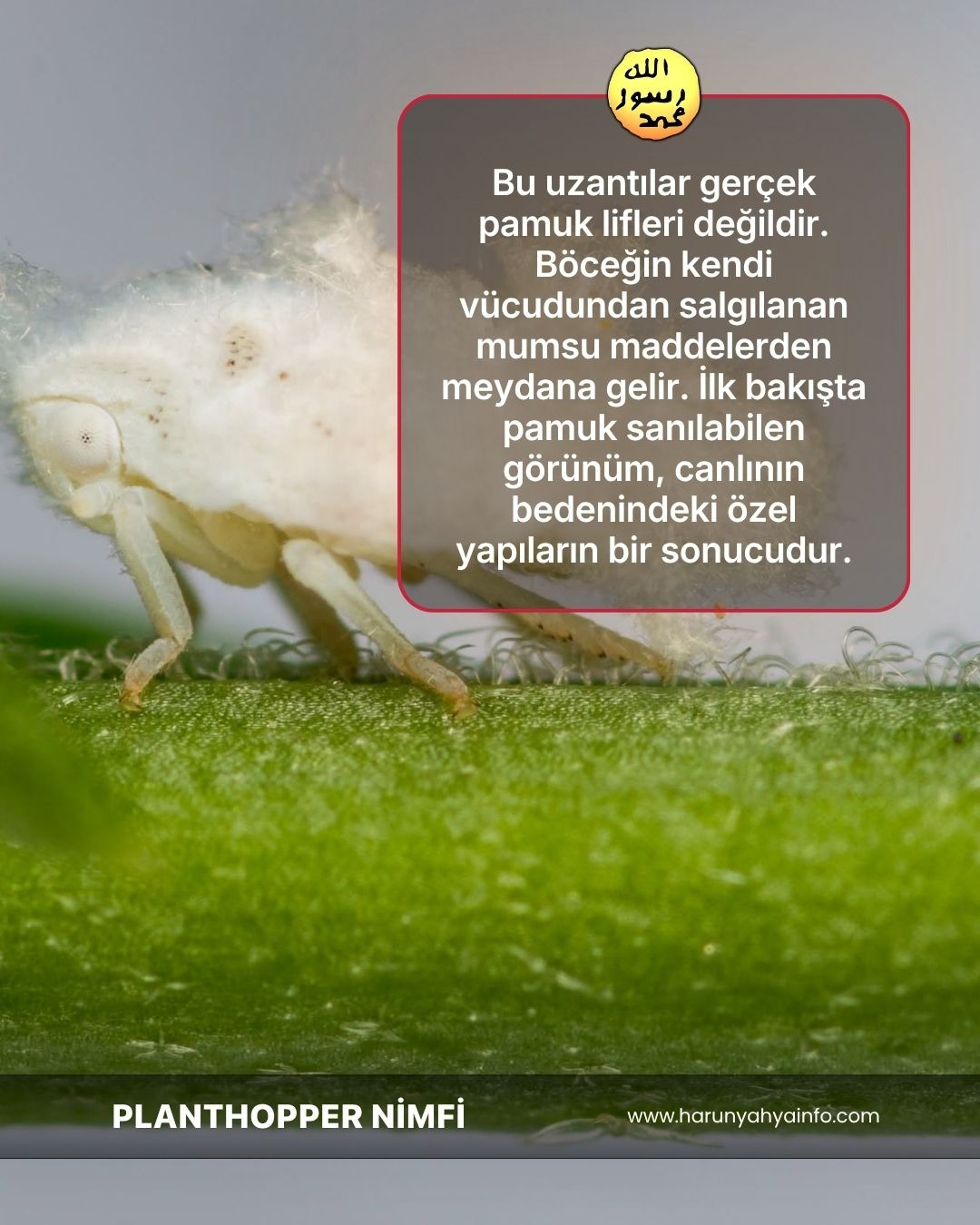 Planthopper Nimfi