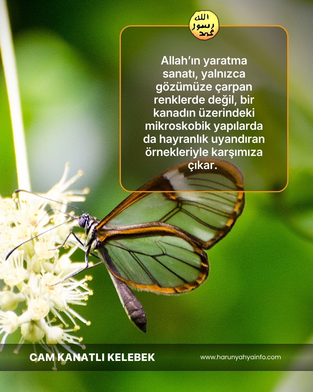 Cam Kanatlı Kelebek 