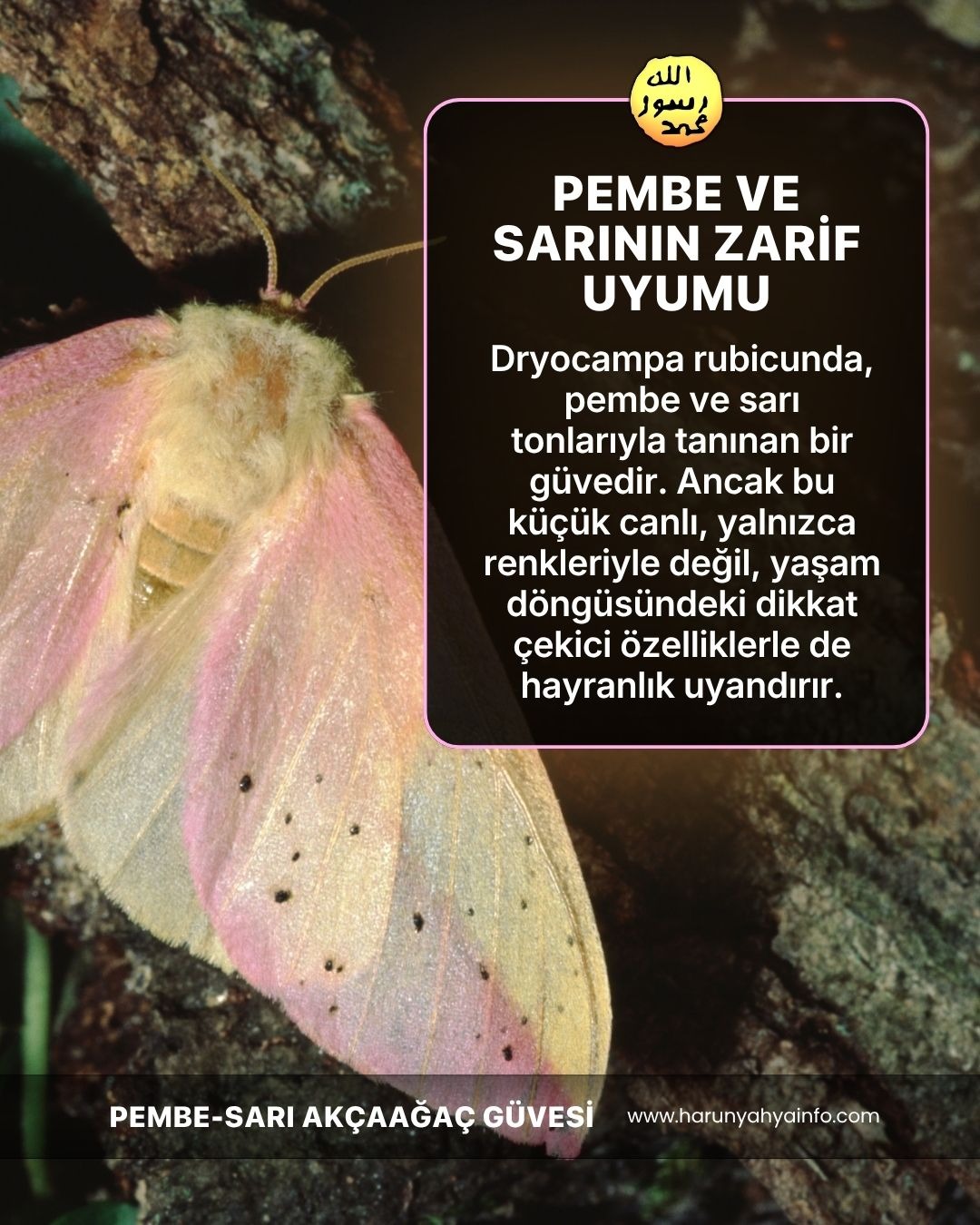 Pembe Sarı Akçaağaç Güvesi 