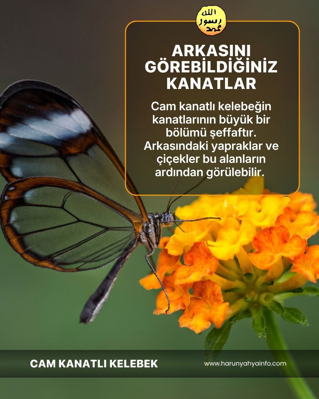 Cam Kanatlı Kelebek 