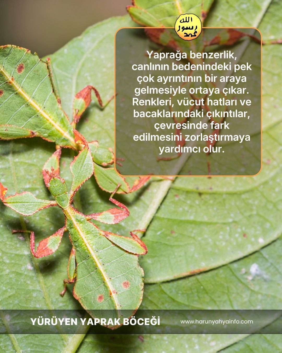 Yürüyen Yaprak Böceği