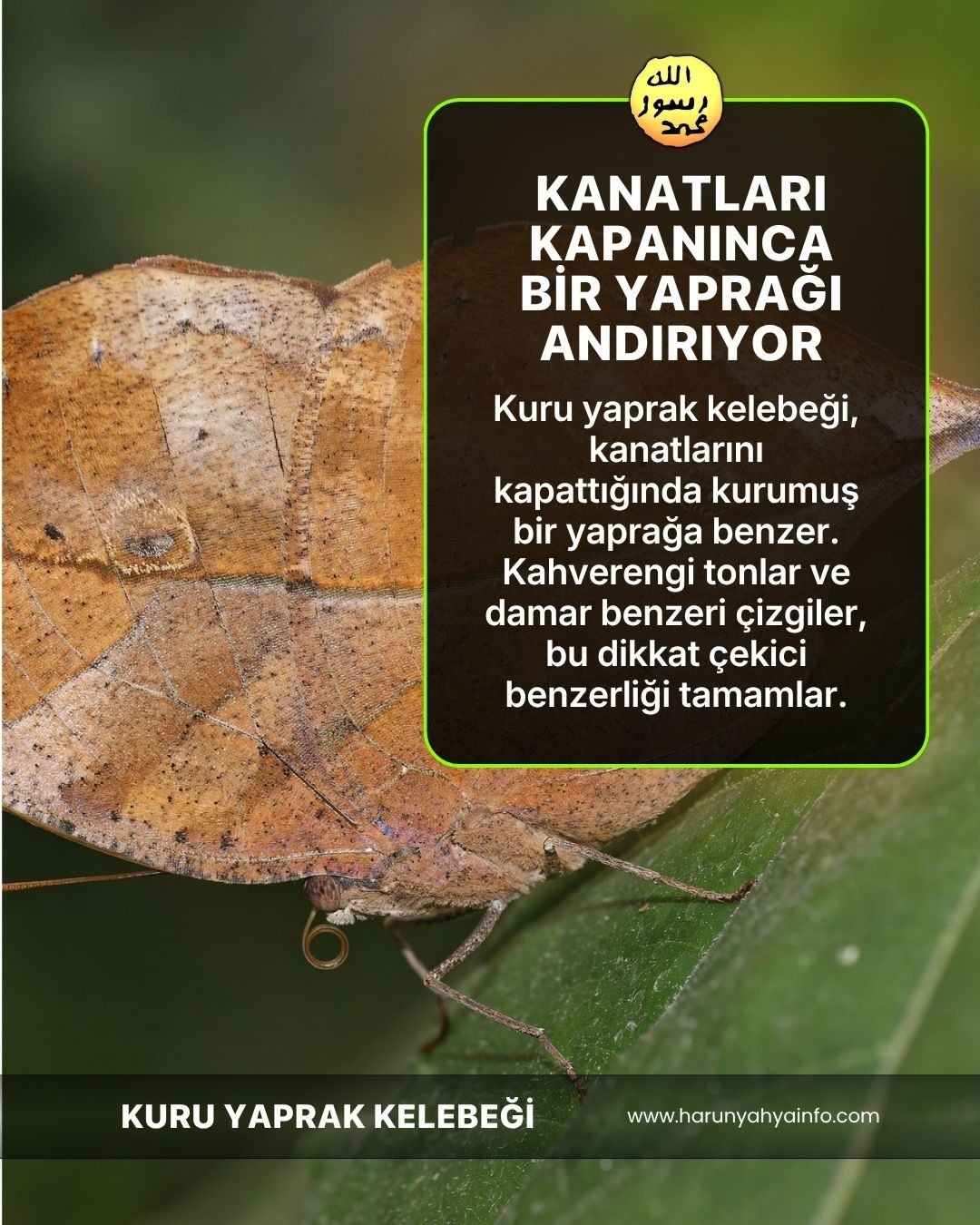 Kuru Yaprak Kelebeği