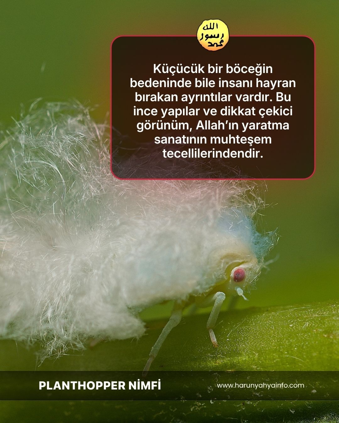 Planthopper Nimfi