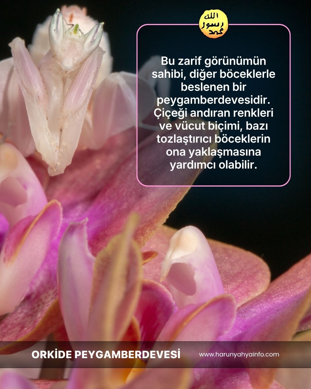 Orkide Peygamberdevesi