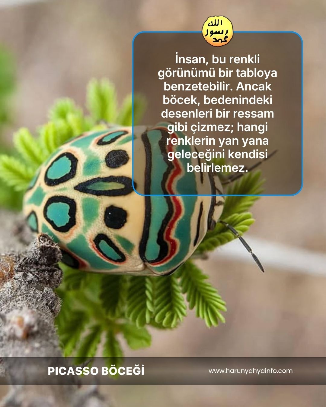 Picasso Böceği