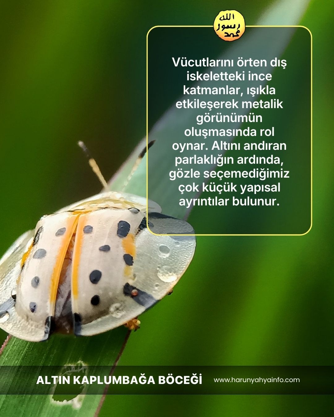 Altın Kaplumbağa Böcekleri