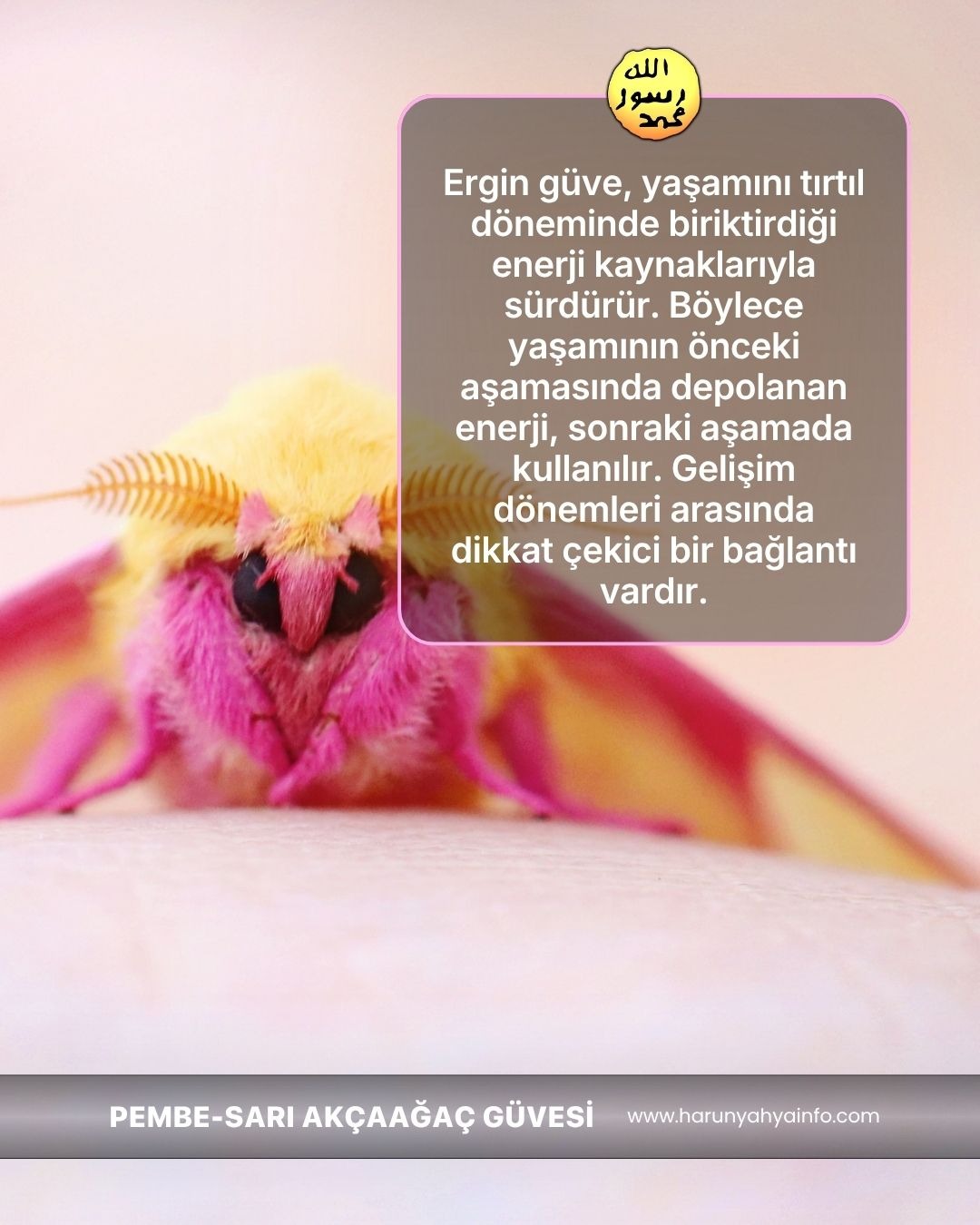 Pembe Sarı Akçaağaç Güvesi 