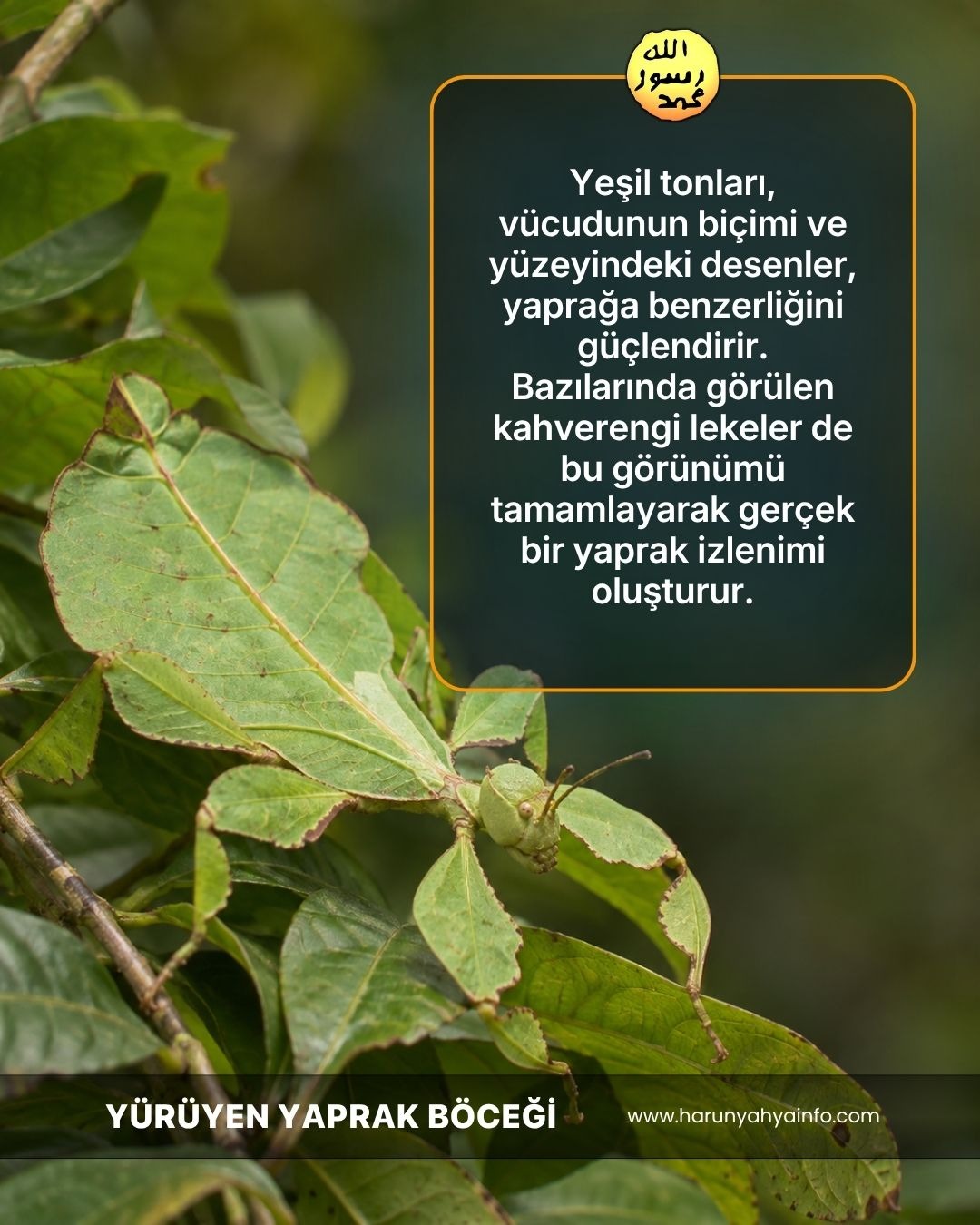 Yürüyen Yaprak Böceği