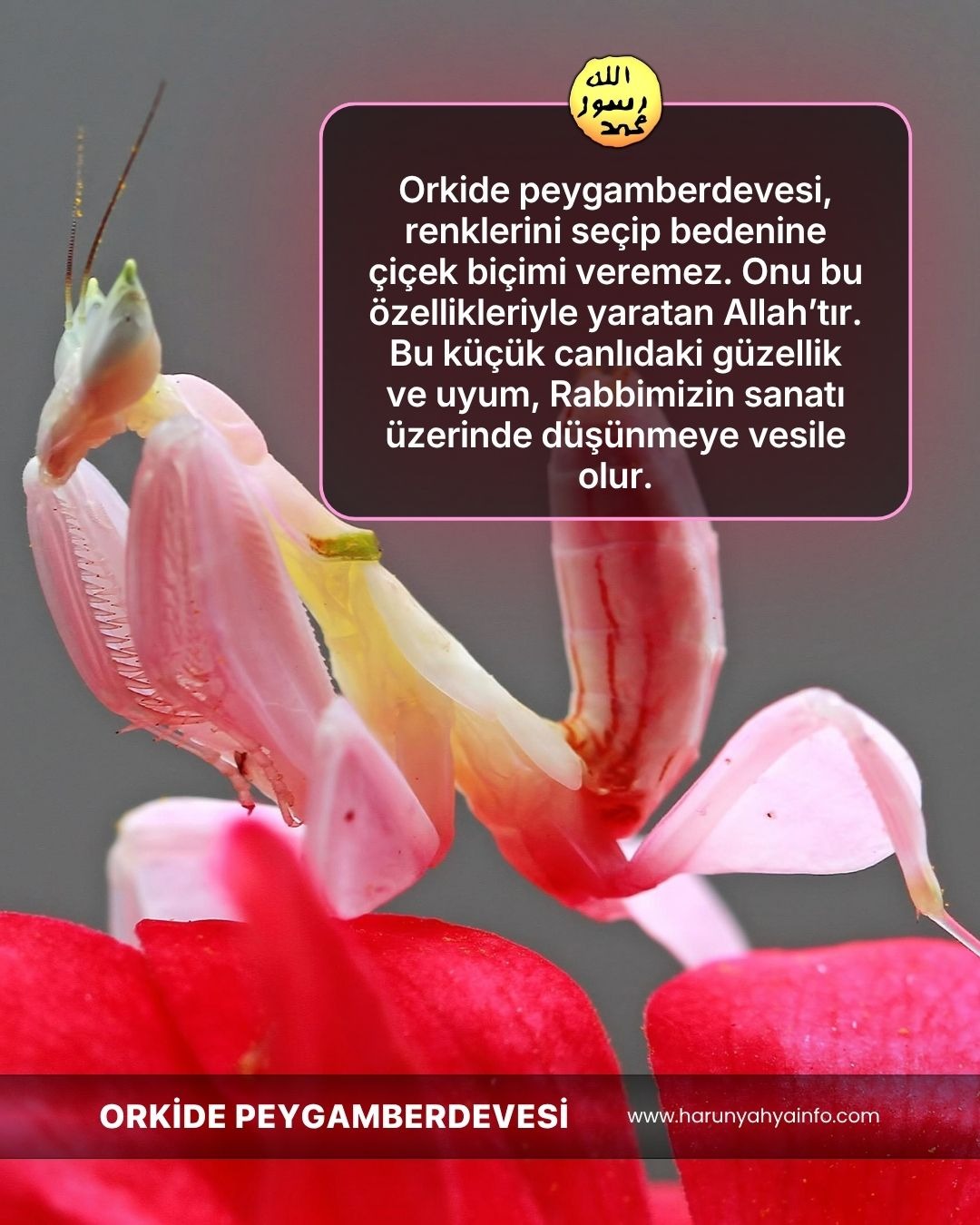 Orkide Peygamberdevesi