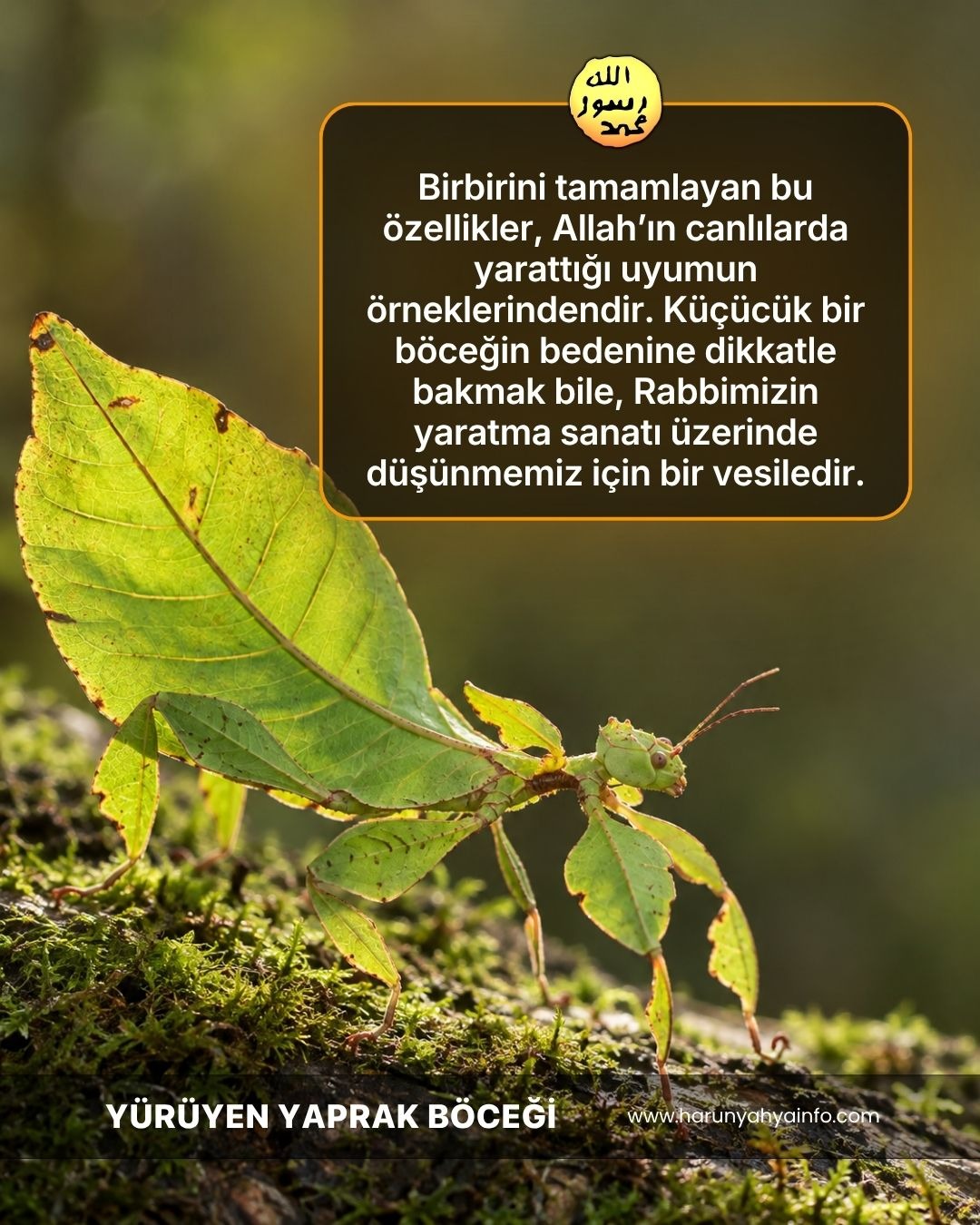Yürüyen Yaprak Böceği