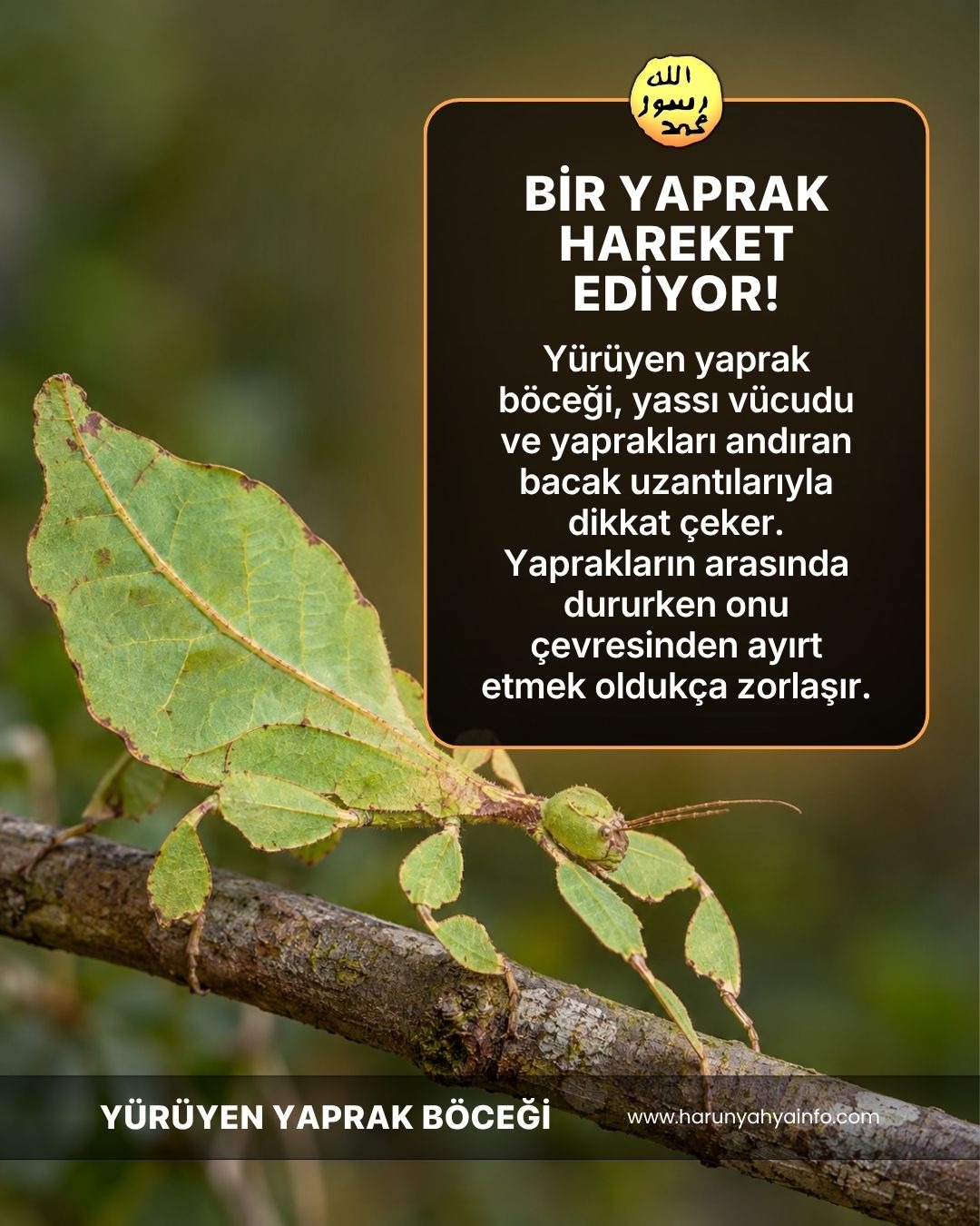 Yürüyen Yaprak Böceği