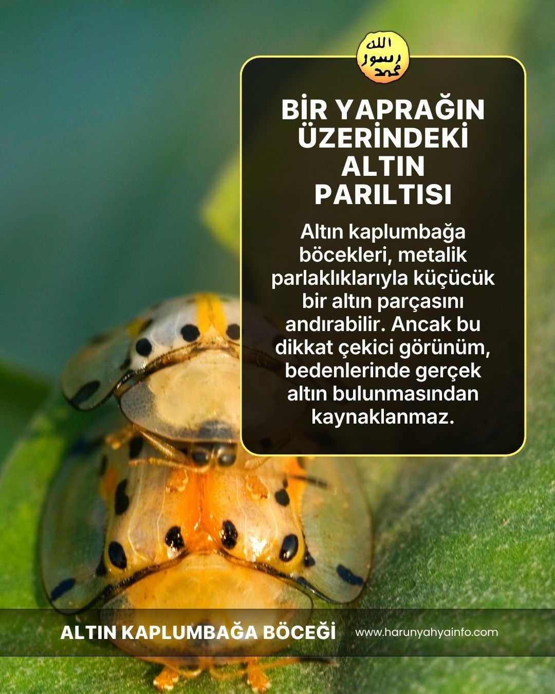 Altın Kaplumbağa Böcekleri