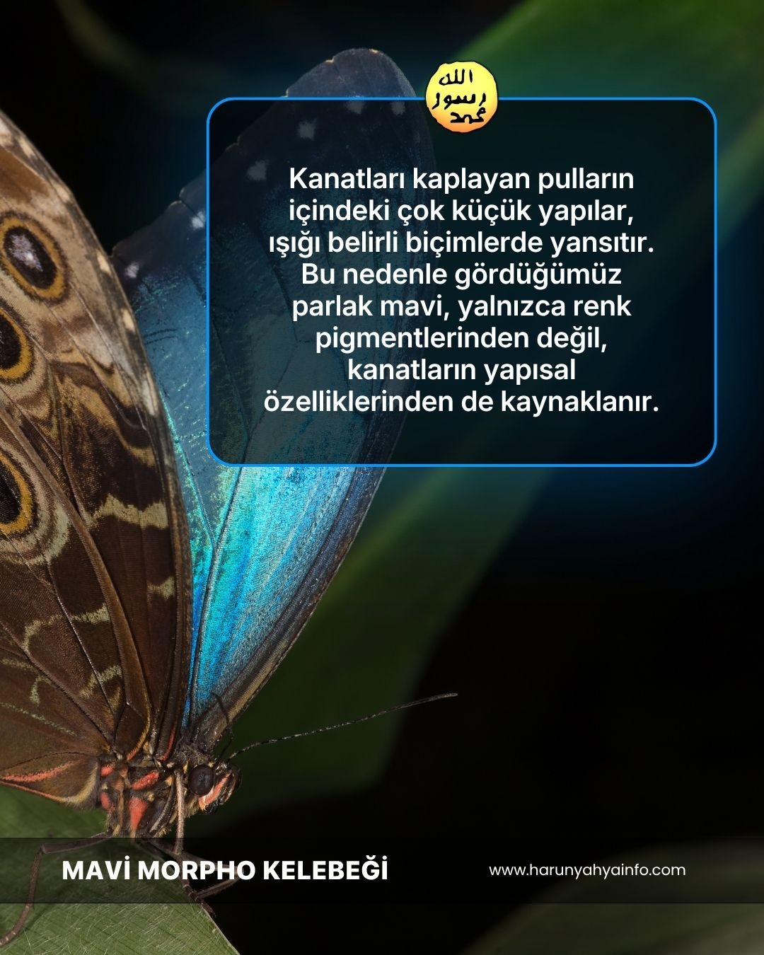 Mavi Morpho Kelebeği 
