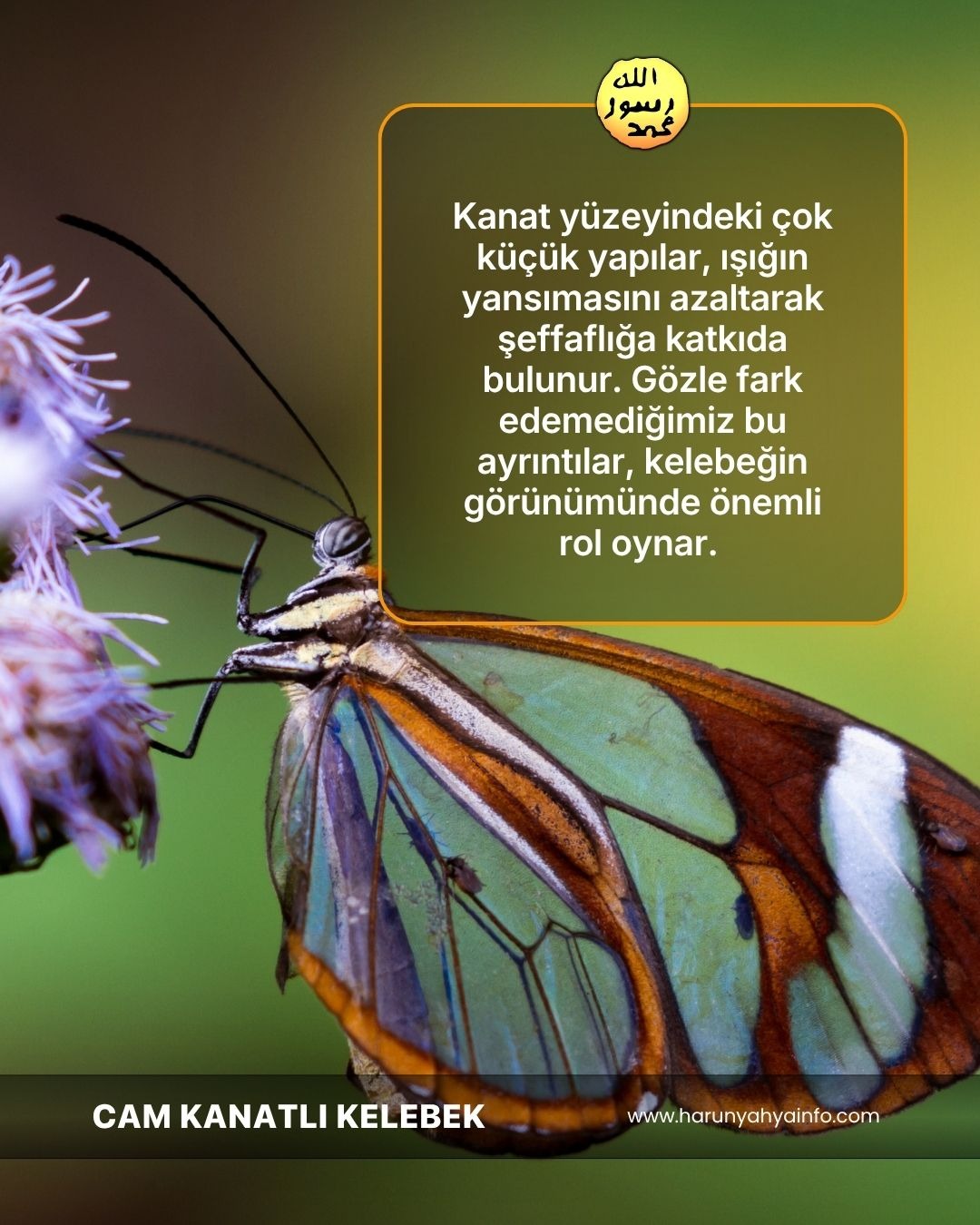 Cam Kanatlı Kelebek 