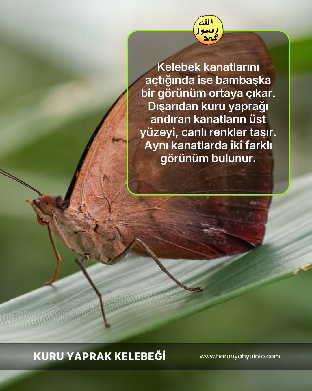 Kuru Yaprak Kelebeği