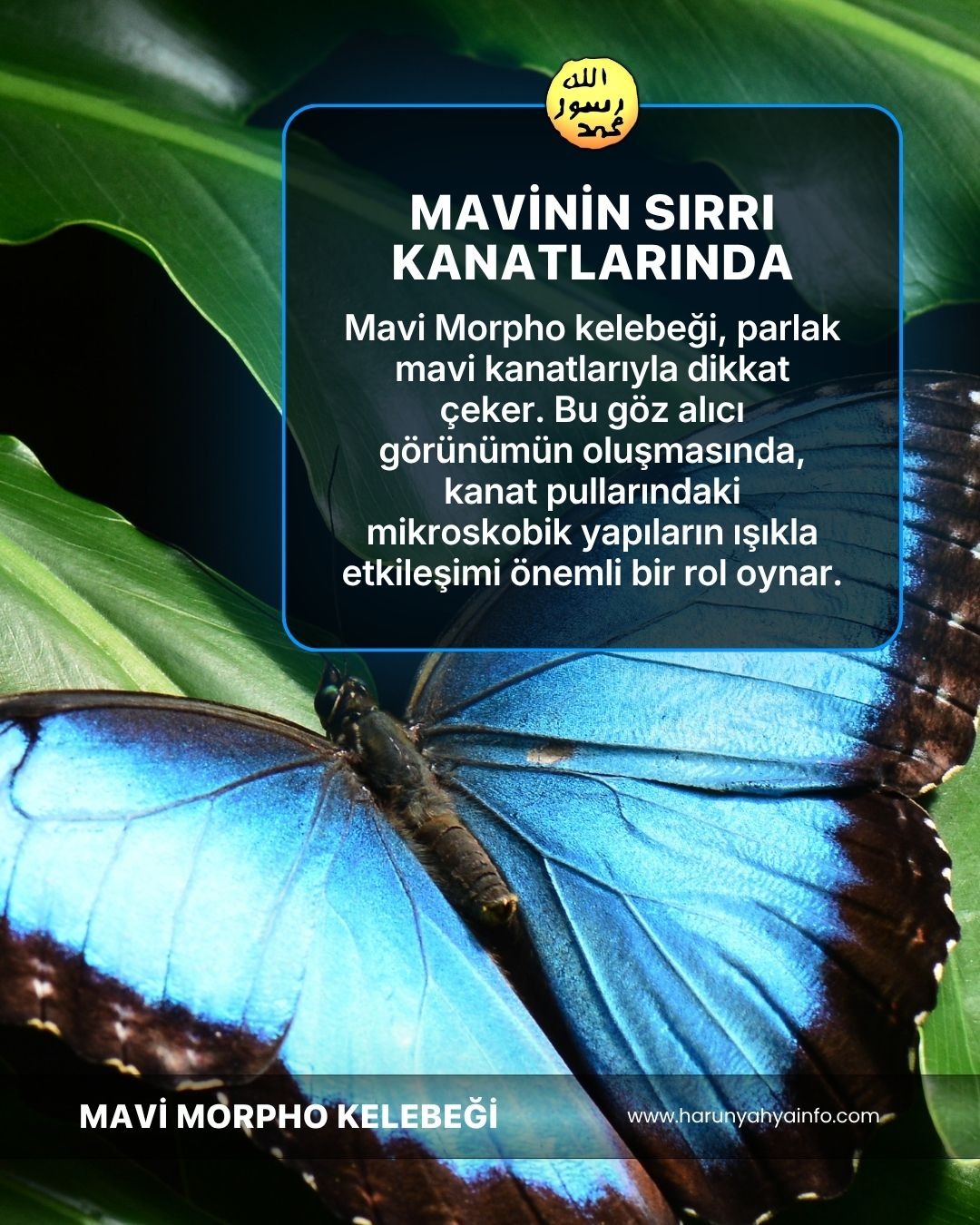 Mavi Morpho Kelebeği 