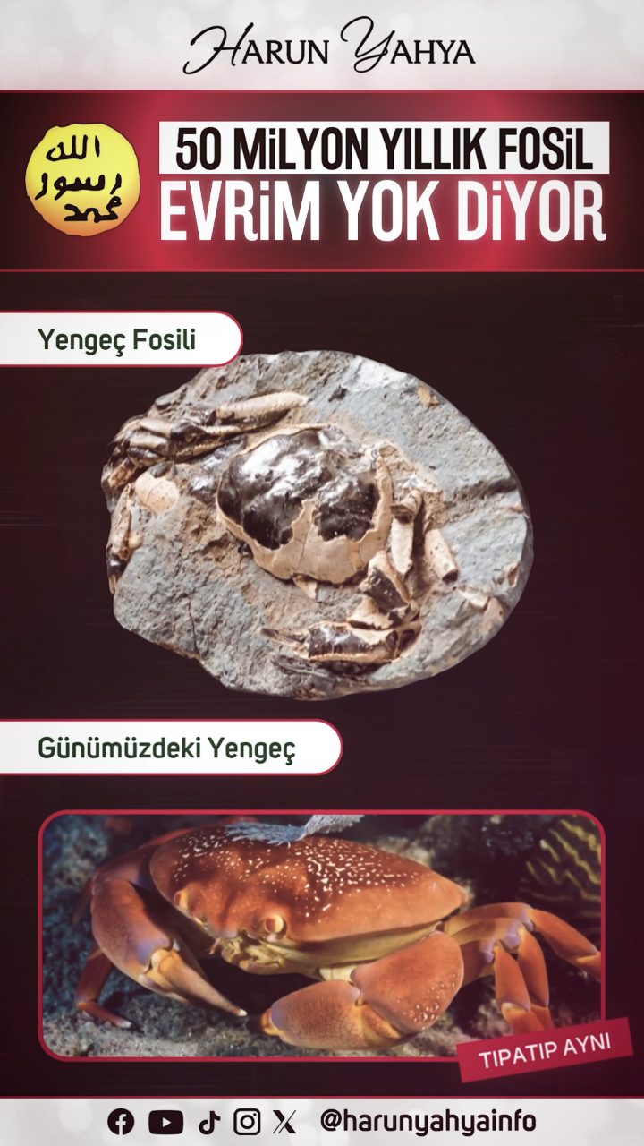 50 Milyon Yılllık Yengeç Fosili Evrim Yok Diyor