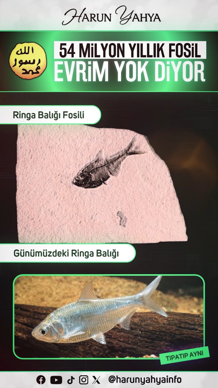 54 Milyon Yıllık Ringa Balığı Fosili Evrim Yok Diyor