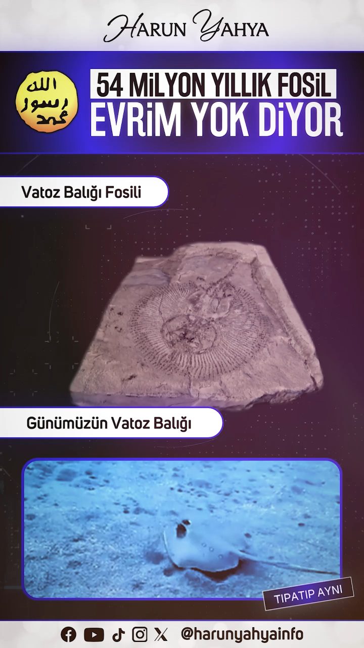 54 Milyon Yıllık Vatoz Balığı Fosili Evrim Yok Diyor 