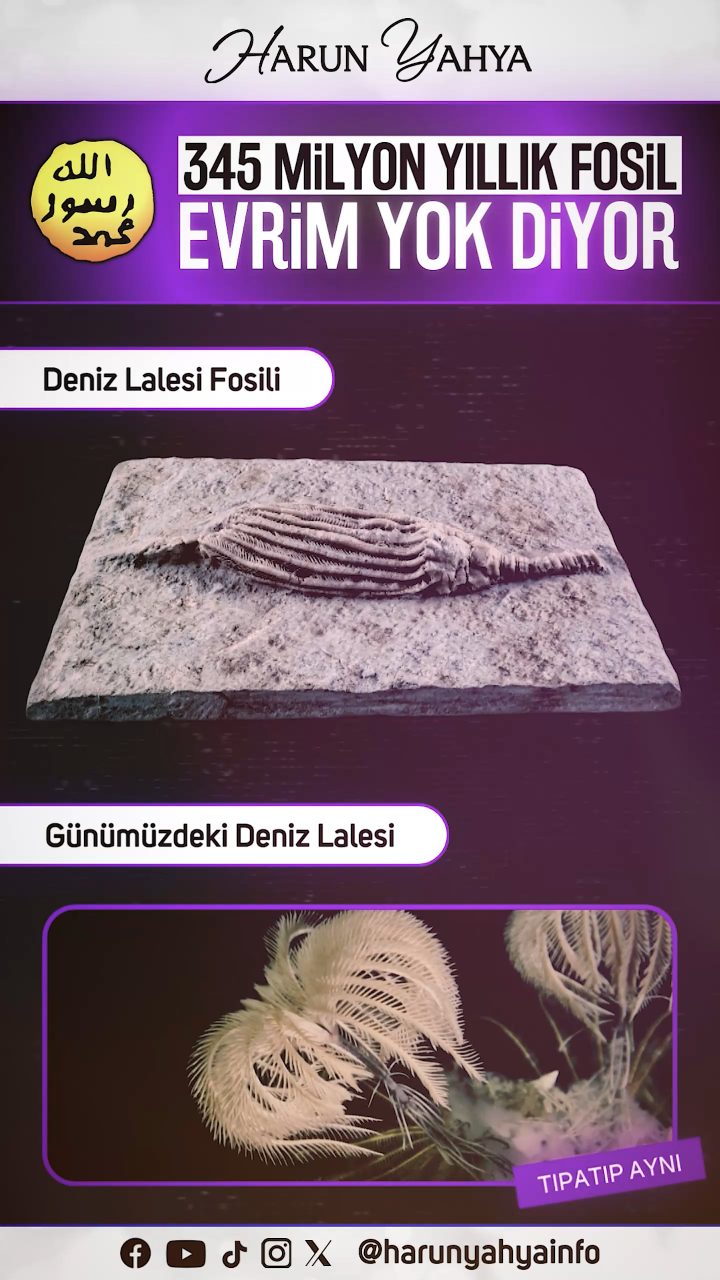 Deniz Lalesi Fosili