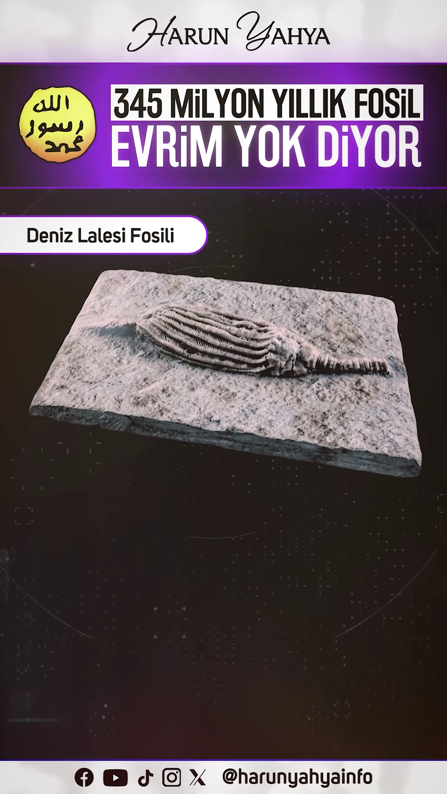 Deniz Lalesi Fosili