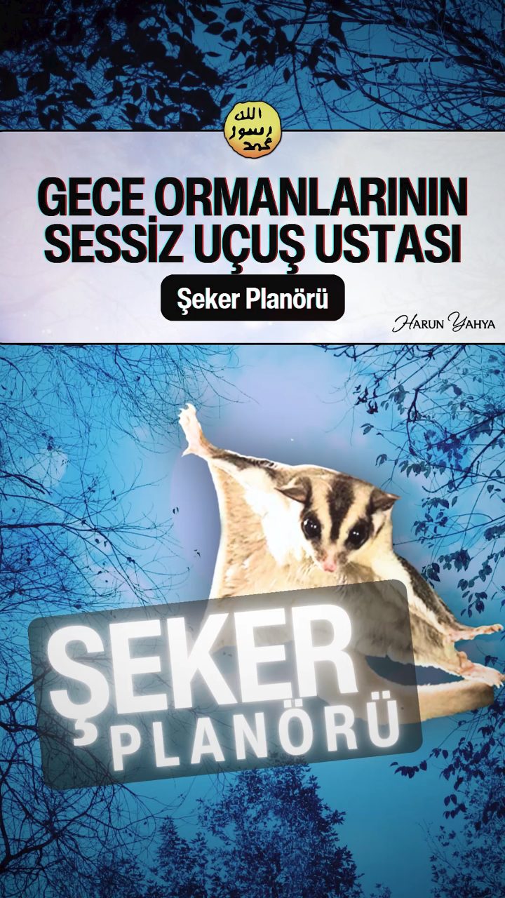 Gece Ormanlarının Sessiz Uçuş Ustası : Şeker Planörü 
