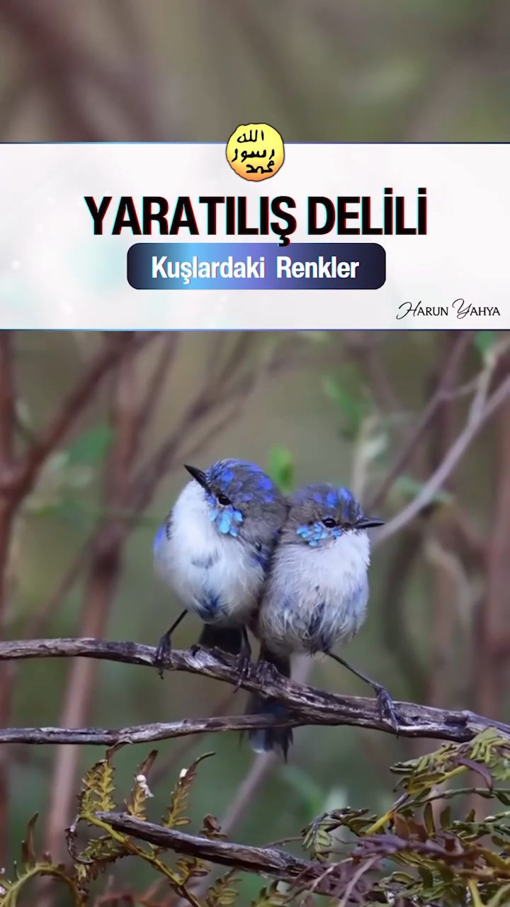 Kuşlardaki Renkler 