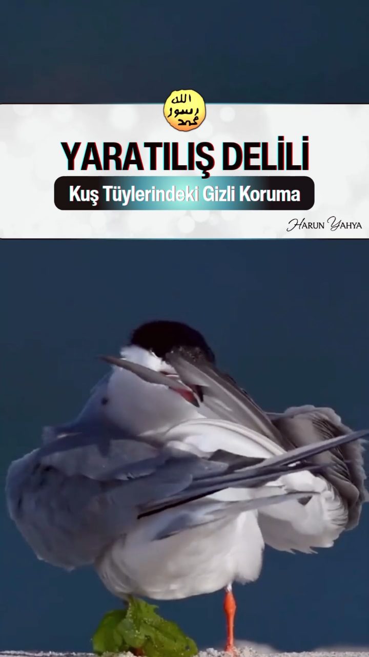 Kuş Tüylerindeki Gizli Koruma