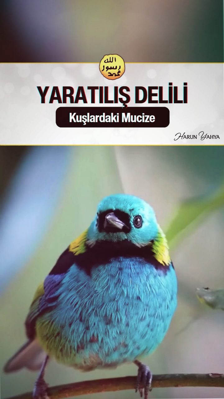 Kuşlardaki Mucize 
