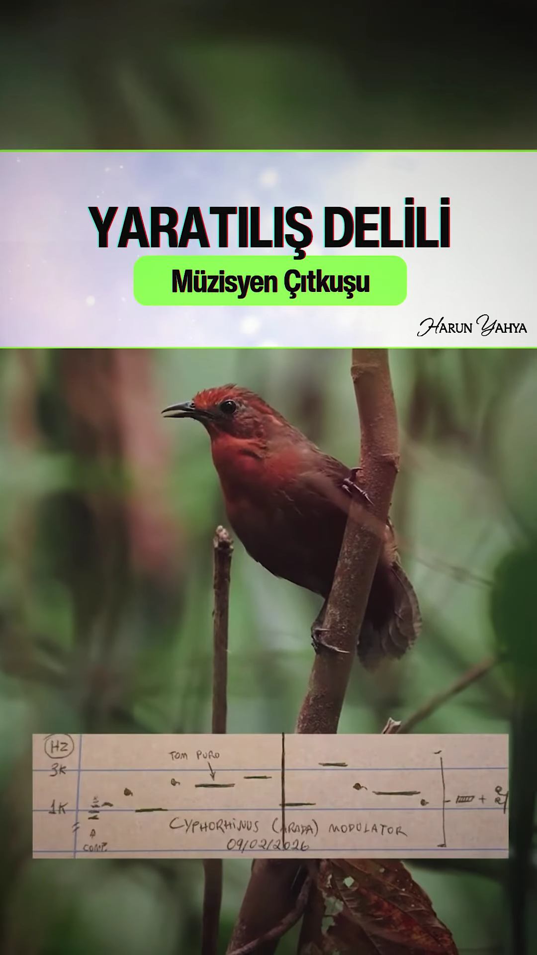 Müzisyen ÇıtKuşu