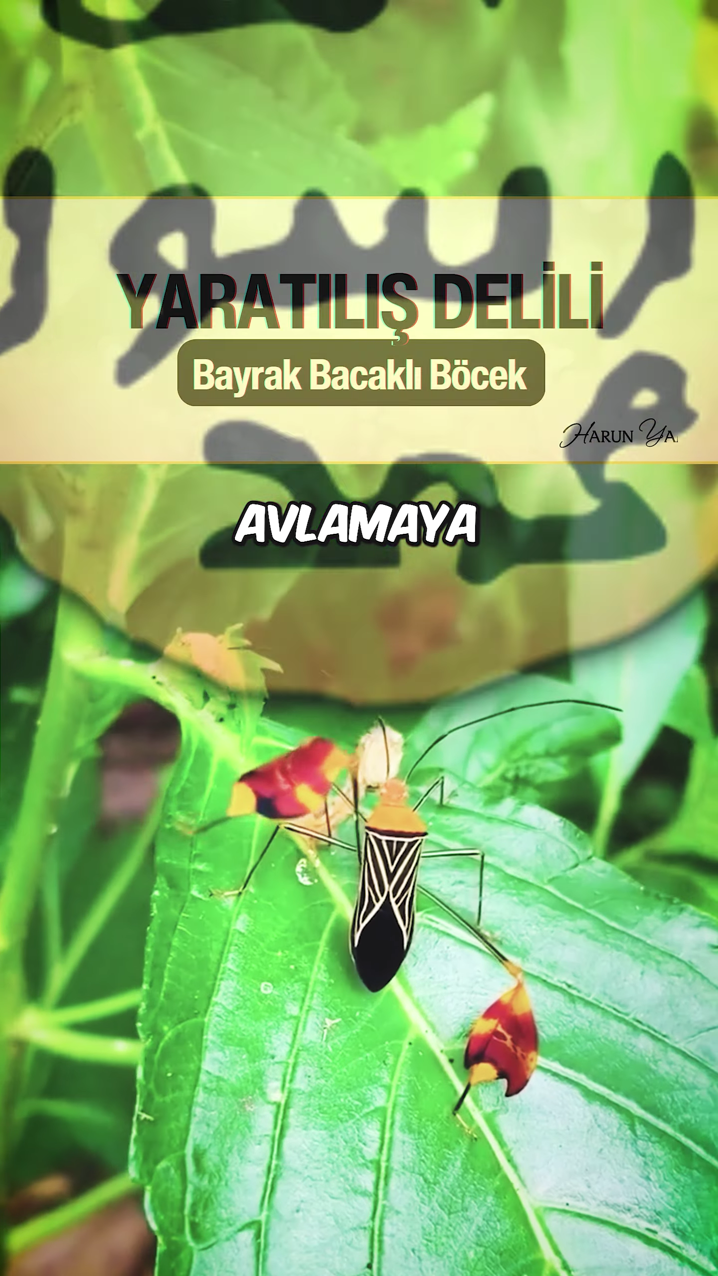 Yaprak Bacaklı Böcek