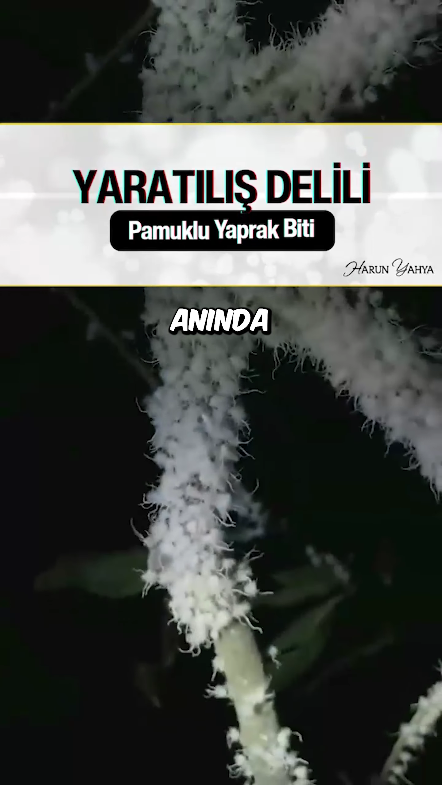 Yaprak Biti