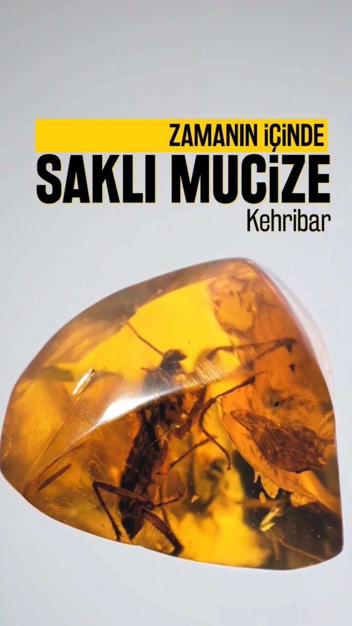 Zamanın İçinde Saklı Mucize : Kehribar 