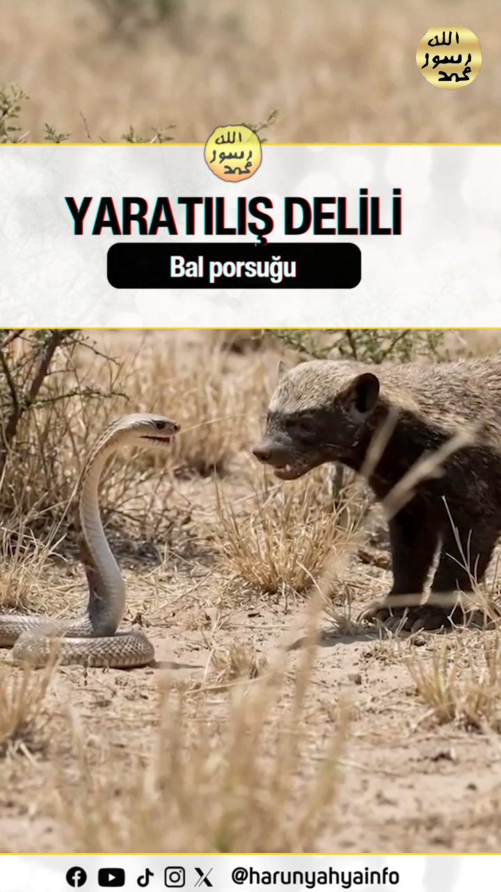 Bal Porsuğu 