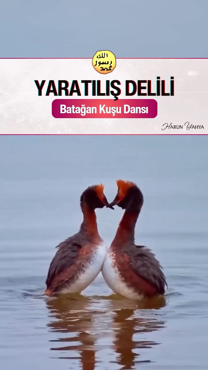 Batağan Kuşu Dansı 
