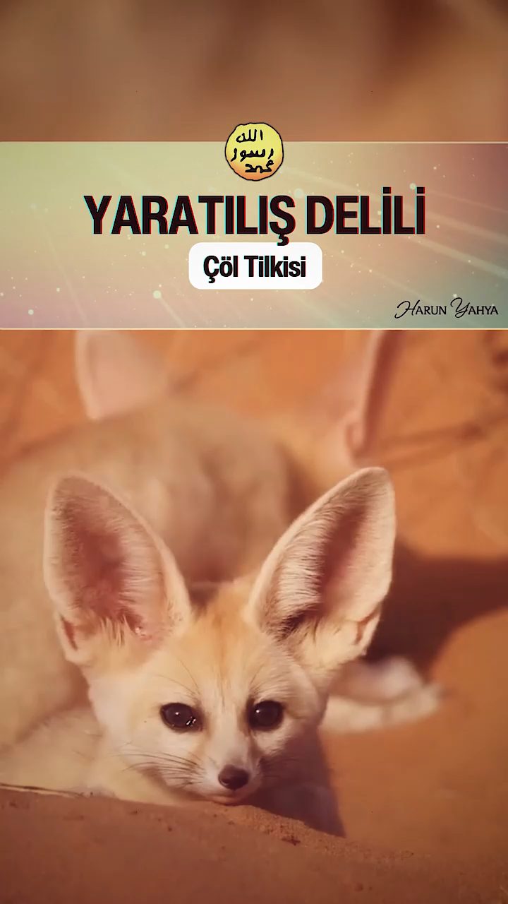 Çöl Tilkisi
