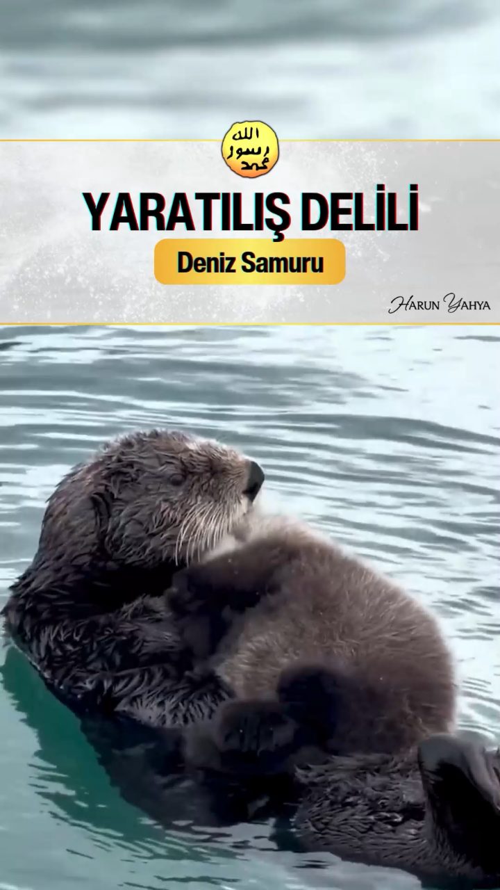 Deniz Samuru 