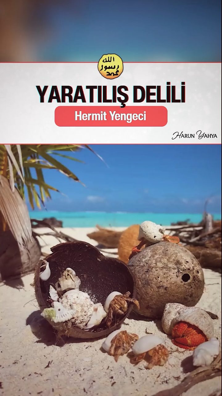 Hermit Yengeci