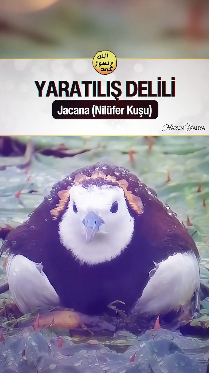 Jacana (Nilüfer Kuşu)