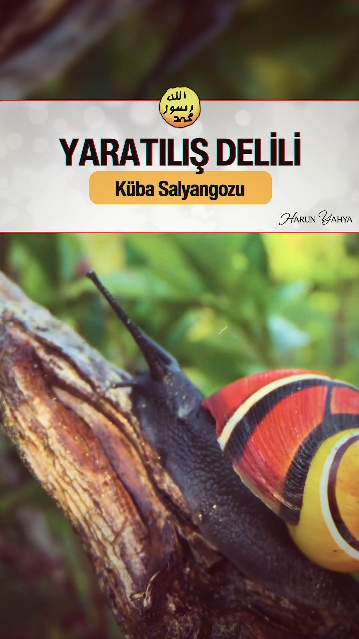 Küba Salyangozundaki Eşsiz Desen