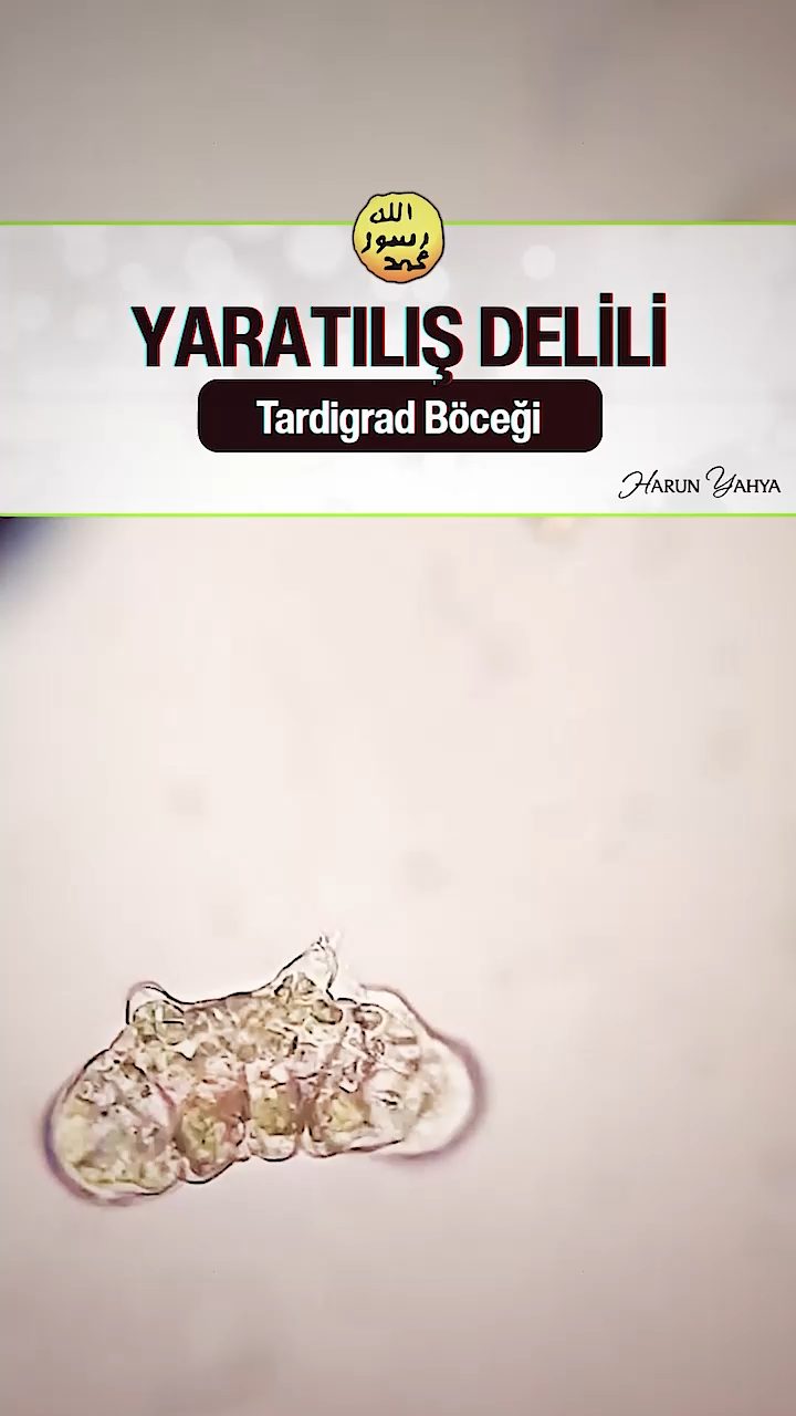 Tartigrad Böceği 